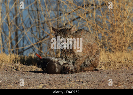 Le lynx roux Lynx rufus,,Bosque del Apache National Wildlife Refuge, Nouveau Mexique,predator,avec le canard, Bobcat Banque D'Images