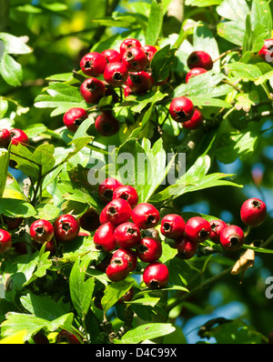 Belle maturité des baies d'aubépine rouge Banque D'Images