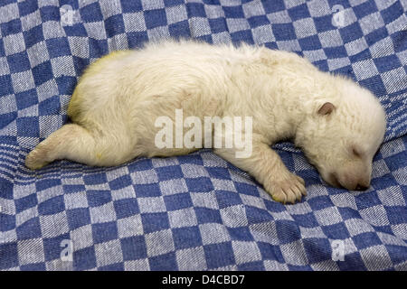 Le document non daté par la ville de Nuremberg présente le bébé de l'ours polaire 'Vera' au zoo de Nuremberg de Tiergarten, à Nuremberg, Allemagne, 10 janvier 2008. La femelle cub se porte bien après la deuxième nuit sans sa mère. C'est nourri toutes les quatre heures et dort entre les deux. Les gardiens de zoo prendre soin du jeune ours polaire dans les changements. Photo : ville de Nuremberg Banque D'Images