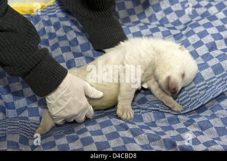 Le document non daté par la ville de Nuremberg présente le bébé de l'ours polaire 'Vera' au zoo de Nuremberg de Tiergarten, à Nuremberg, Allemagne, 10 janvier 2008. La femelle cub se porte bien après la deuxième nuit sans sa mère. C'est nourri toutes les quatre heures et dort entre les deux. Les gardiens de zoo prendre soin du jeune ours polaire dans les changements. Photo : ville de Nuremberg Banque D'Images