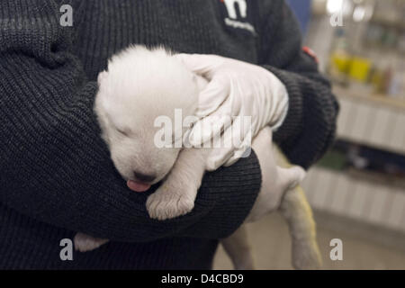 Le document non daté par la ville de Nuremberg présente le bébé de l'ours polaire 'Vera' au zoo de Nuremberg de Tiergarten, à Nuremberg, Allemagne, 10 janvier 2008. La femelle cub se porte bien après la deuxième nuit sans sa mère. C'est nourri toutes les quatre heures et dort entre les deux. Les gardiens de zoo prendre soin du jeune ours polaire dans les changements. Photo : ville de Nuremberg Banque D'Images