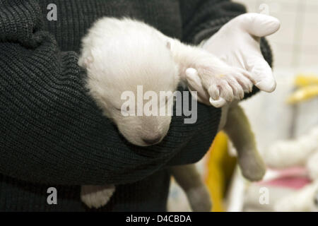 Le document non daté par la ville de Nuremberg présente le bébé de l'ours polaire 'Vera' au zoo de Nuremberg de Tiergarten, à Nuremberg, Allemagne, 10 janvier 2008. La femelle cub se porte bien après la deuxième nuit sans sa mère. C'est nourri toutes les quatre heures et dort entre les deux. Les gardiens de zoo prendre soin du jeune ours polaire dans les changements. Photo : ville de Nuremberg Banque D'Images