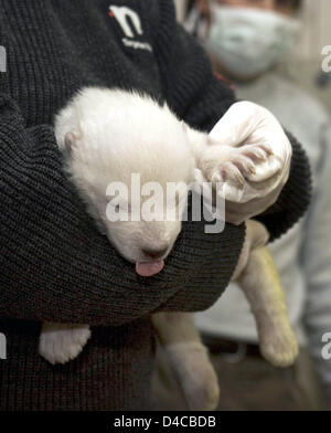 Le document non daté par la ville de Nuremberg présente le bébé de l'ours polaire 'Vera' au zoo de Nuremberg de Tiergarten, à Nuremberg, Allemagne, 10 janvier 2008. La femelle cub se porte bien après la deuxième nuit sans sa mère. C'est nourri toutes les quatre heures et dort entre les deux. Les gardiens de zoo prendre soin du jeune ours polaire dans les changements. Photo : ville de Nuremberg Banque D'Images