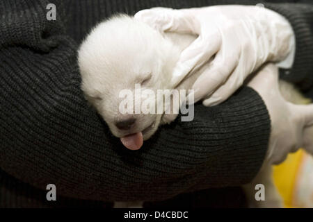 Le document non daté par la ville de Nuremberg présente le bébé de l'ours polaire 'Vera' au zoo de Nuremberg de Tiergarten, à Nuremberg, Allemagne, 10 janvier 2008. La femelle cub se porte bien après la deuxième nuit sans sa mère. C'est nourri toutes les quatre heures et dort entre les deux. Les gardiens de zoo prendre soin du jeune ours polaire dans les changements. Photo : ville de Nuremberg Banque D'Images