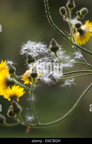 Le laiteron (Sonchus asper). Et de fleurs ; la tête. Graines dispersées par le vent. Banque D'Images