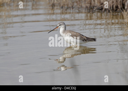 Le chevalier arlequin en plumage d'hiver à l'Albufera Réserver Mallorca Banque D'Images