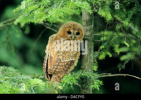 Waldkauz (Strix Aluco enr, Jungvogel) Jeune Chouette hulotte • Ostalbkreis, Bade-Wurtemberg, Deutschland, Allemagne Banque D'Images