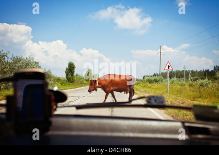 Vache sur la route dans la campagne Banque D'Images