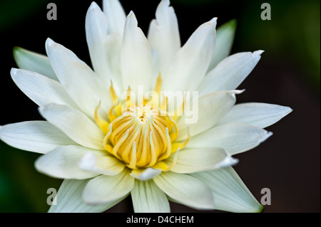 Belle eau lily dans un petit étang d'eau Banque D'Images