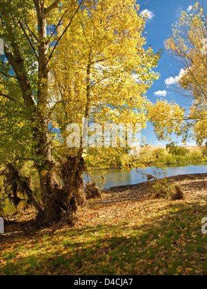 À côté de la Snowy, Dalgety, montagnes enneigées, NSW, Australie Banque D'Images