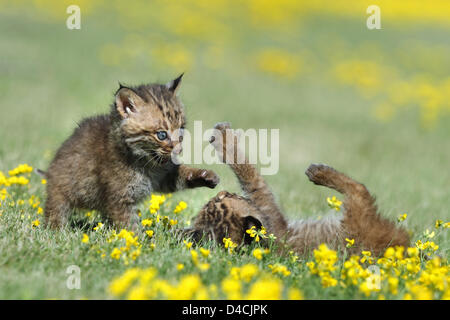 Deux jeunes oursons bobcat (lat. : Felis rufa) jouer sur un pré au Minnesota, USA, 2007. Photo : Ronald Wittek Banque D'Images