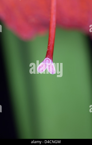 Amaryllis rouge - close up Banque D'Images