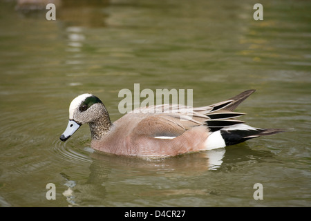 Le Canard d'Anas americana, ou Baldpate. Drake ou mâle. Banque D'Images