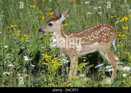 (Afp) - un cerf de virginie (lat. : Odocoileus virginianus) catiously sur une prairie en fleurs à la faune du Minnesota en grès de connexion près de Minneapolis, USA, 2007. Photo : Ronald Wittek Banque D'Images