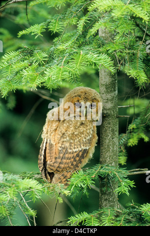 Waldkauz (Strix Aluco enr, Jungvogel) Jeune Chouette hulotte • Ostalbkreis, Bade-Wurtemberg, Deutschland, Allemagne Banque D'Images