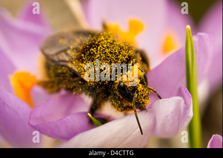 Bourdon couvert de pollen dans un crocus Banque D'Images