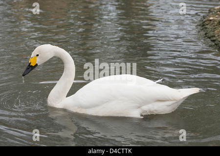 Le cygne de Bewick Cygnus columbianus bewickii. Le cygne. Profil sur l'eau. Banque D'Images