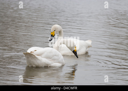 Le cygne de Bewick Cygnus columbianus bewickii. Le cygne. L'appel. Banque D'Images