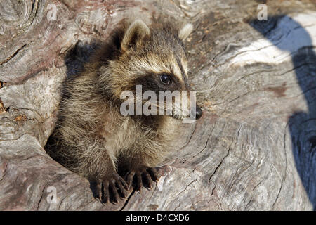 Un jeune raton laveur (Procyon lotor) curieusement regarde par un trou d'arbre à theMinnesota Connexion de la faune, en grès, USA, 2007. Photo : Ronald Wittek Banque D'Images