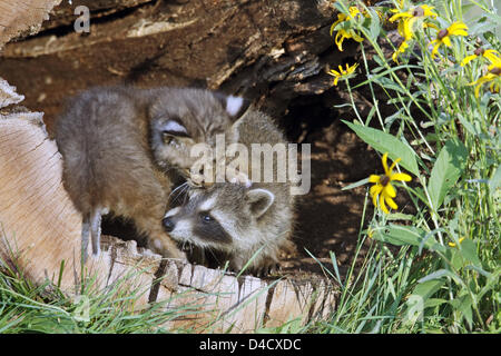 Un jeune raton laveur (Procyon lotor) joue avec un jeune lynx roux (L) (Felis rufa) dans un trou d'arbre à l'égard de la faune du Minnesota, en grès, USA, 2007. Photo : Ronald Wittek Banque D'Images