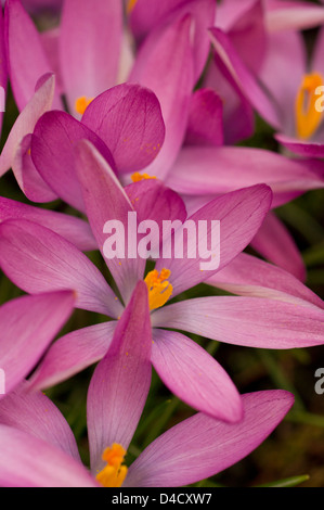 Crocus rose des fleurs au printemps Banque D'Images