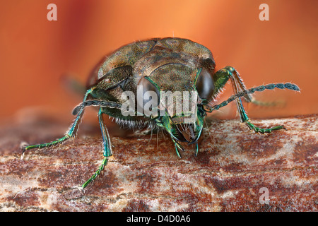 Zabre Elaphrus riparius sur une brindille, extreme close-up Banque D'Images