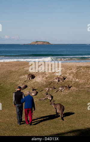 L'est passé flowers kangourou gris Galets Murramarang Park National Côte sud de la Nouvelle-Galles du Sud Australie Banque D'Images