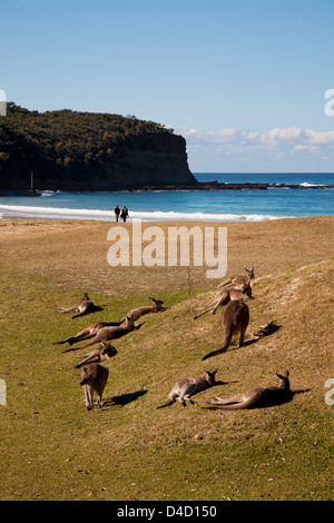 Kangourou gris de l'éco-tourisme plage de surf sur une plage de galets Murramarang Park National Côte sud de la Nouvelle-Galles du Sud Australie Banque D'Images