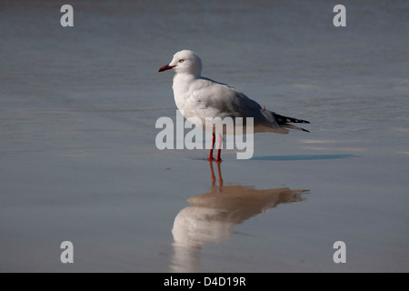 Goéland argenté Larus novaehollandiae Batemans Bay South Coast NSW Australie Banque D'Images