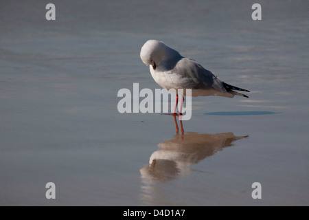 Goéland argenté au lissage lui-même sur la plage de surf Larus novaehollandiae Batemans Bay South Coast NSW Australie Banque D'Images