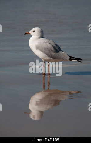 Goéland argenté Larus novaehollandiae Batemans Bay South Coast NSW Australie Banque D'Images