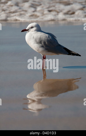 Goéland argenté Larus novaehollandiae Batemans Bay South Coast NSW Australie Banque D'Images