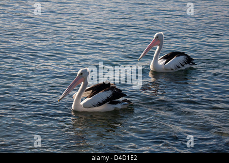 Deux Pélicans australiens natation, sur l'eau à la côte de Saphir de Bermagui NSW Australie Banque D'Images