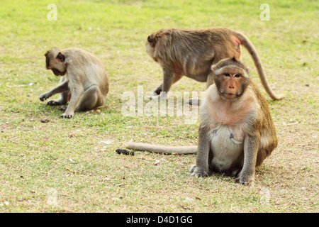 Monkey reposant sur l'herbe Banque D'Images