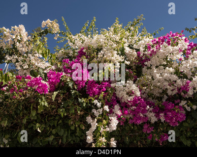 Fleurs de bougainvilliers Algarve Portugal Octobre Banque D'Images