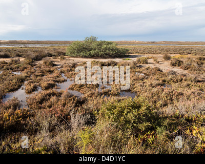 Saltmarsh Creek et Parc Naturel de Ria Formosa, près de Faro Portugal Banque D'Images