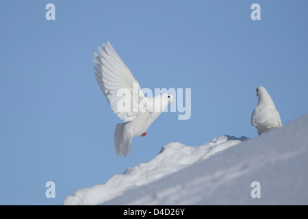 Colombes blanches dans la neige, Bavaria, Germany, Europe Banque D'Images