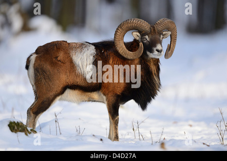 Mouflon européen, Ovis orientalis musimon, dans la neige, Bavaria, Germany, Europe Banque D'Images