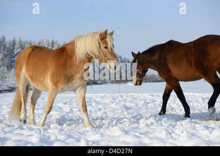 Cheval Haflinger et mâtiné de Bavière, Allemagne, Europe cheval Banque D'Images