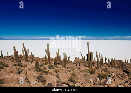 L'Île Inkahuasi, Salar de Uyuni, Bolivie, Amérique du Sud, Amérique Latine Banque D'Images