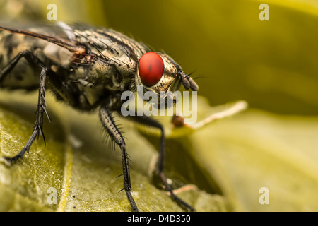 Mouche domestique Banque D'Images