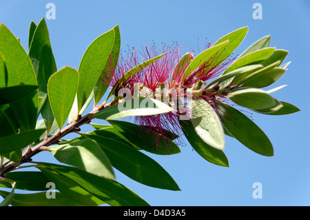 Callistemon (brosse à bouteille) floraison des plantes en Crète Banque D'Images