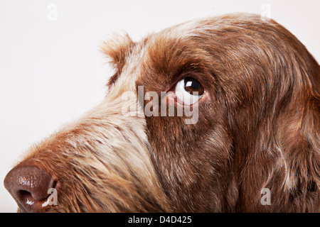 Close up of dog's face Banque D'Images