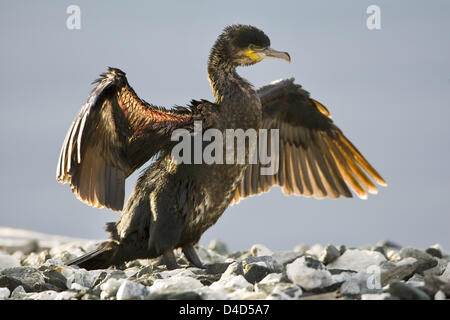 (Afp) La photo montre un jeune (lat. : cormorant Phalacrocorax carbo) Hammerfest, Norvège, le 29 août 2007. Photo : Hinrich Baesemann Banque D'Images