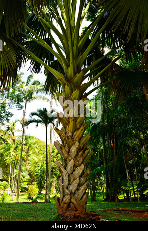 Royal Botanic Gardens, de plus grand de tous les palmiers à 60ft,2,40 à 4ft,une fois adultes,ventilateur immense comme les feuilles,Sri Lanka,Ceylan Banque D'Images