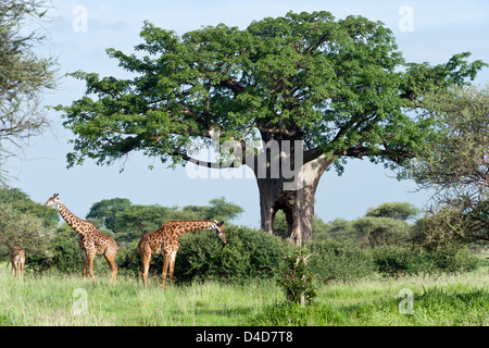 Rothschild, girafes Giraffa camelopardalis rothschildi, en vertu de baobab, parc national de Tarangire, Tanzanie, Afrique du Sud Banque D'Images