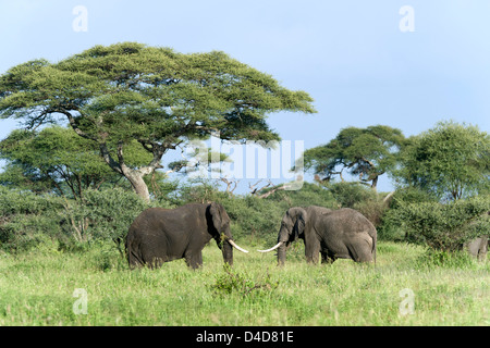 Les taureaux de l'eléphant d'Afrique, Loxodonta africana, Serengeti National Park, Tanzania, Africa Banque D'Images