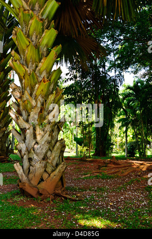 Royal Botanic Gardens, de plus grand de tous les palmiers à 60ft,2,40 à 4ft,une fois adultes,ventilateur immense comme les feuilles,Sri Lanka,Ceylan Banque D'Images