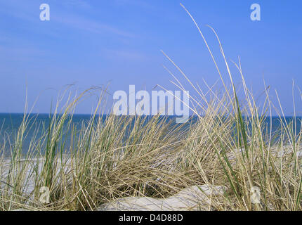 (Afp) le fichier photo datée de 2004 montre dune grass Hvide Sande, au Danemark. Photo : Frank May Banque D'Images