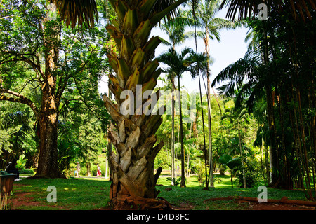 Royal Botanic Gardens, de plus grand de tous les palmiers à 60ft,2,40 à 4ft,une fois adultes,ventilateur immense comme les feuilles,Sri Lanka,Ceylan Banque D'Images